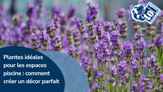Plantes idéales pour les espaces piscine : comment créer un décor parfait | Piscines TOI